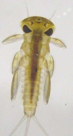 March Brown or Olive Upright Nymph